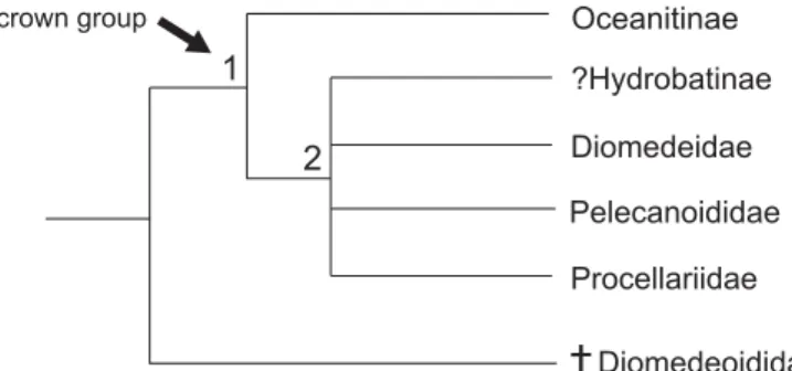 Fig. 7. Relationships between crown group Procellariiformes and the Dio−