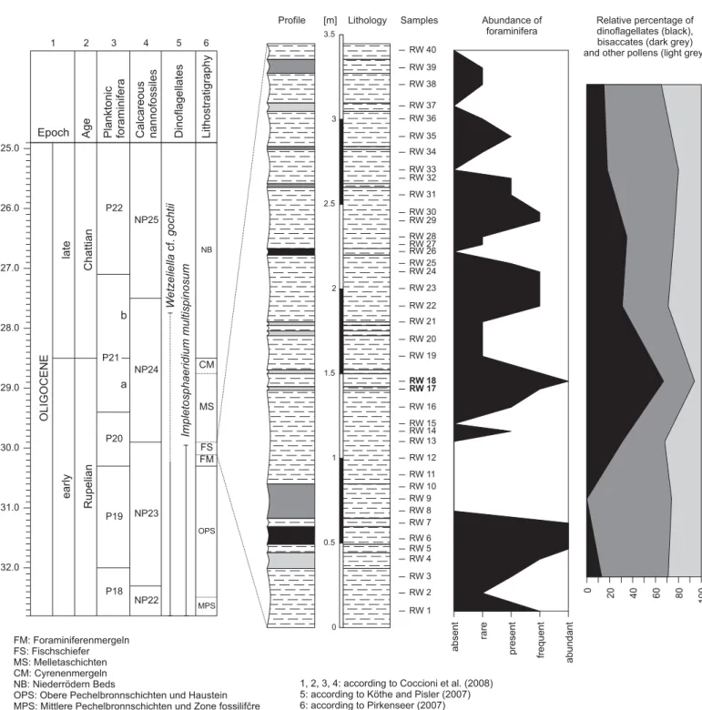 Fig. 3. Stratigraphy of the Rheinweiler locality. Note that the layers containing the bird are situated at about 1.5 m, between the samples RW17 and RW18 (shown in bold).