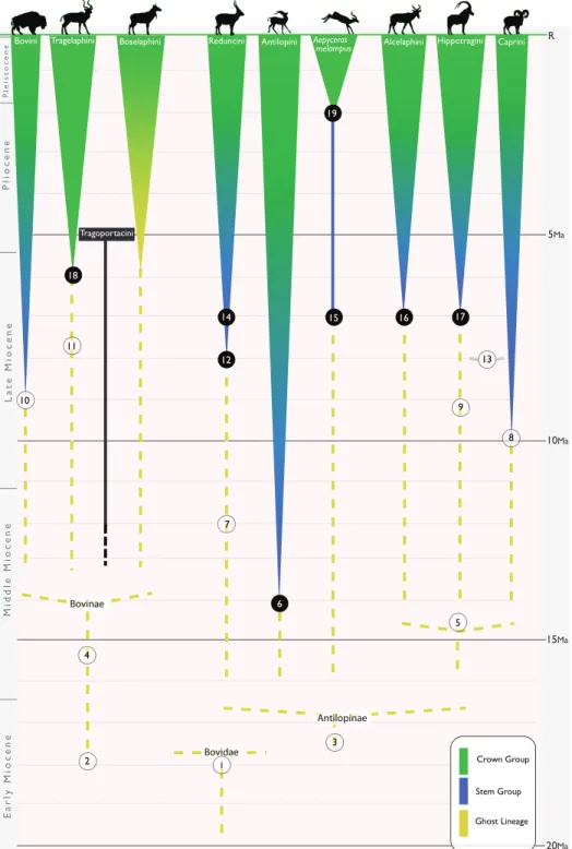 FIGURE 1. Phylogenetic diagram charting the evolution of the major bovid clades. Solid numbered cir- cir-cles represent fossils assignable to crown or stem groups, while open circir-cles represent fossil taxa of potential phylogenetic affinity