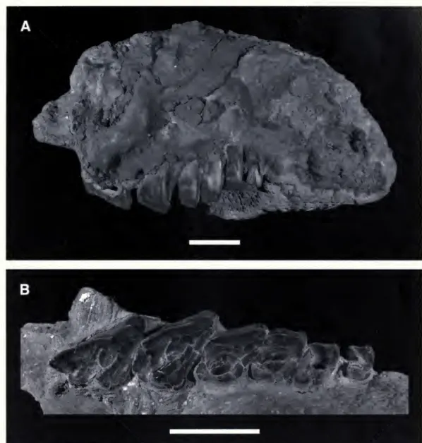 Fig. 2. Partial skull of Nesodon imbricatus, SGOPV 4053, including right ?I2 and P2-M3