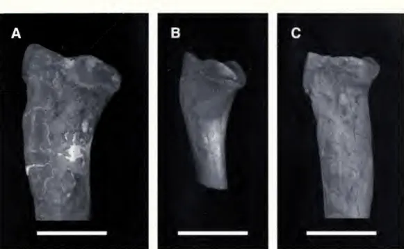 Fig. 6. Morphology of the proximal radius in mesotheriines and Adinotherium. A. FMNH PI 4482, proximal left radius of &#34;Typotheriopsis sp.&#34; from the late Miocene Araucano Fm