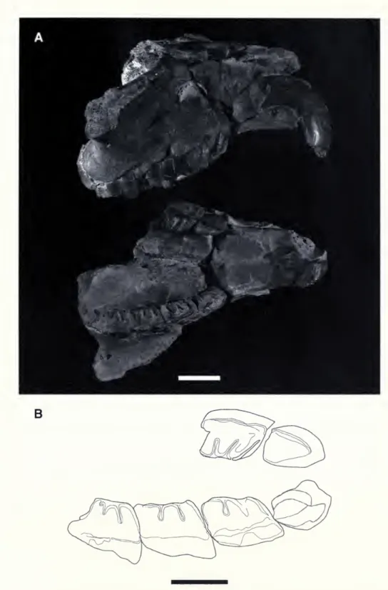 Fig. 7. Holotype of Altitypotherium paucidens, SGOPV 4038, a partial rostrum with left II