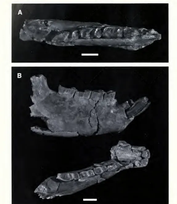Fig. 8. Lower dentitions referred to Altitypotherium paucidens. A. SGOPV 4024, partial left mandible with fragmentary il-2 and complete p4-m3 in occlusal view