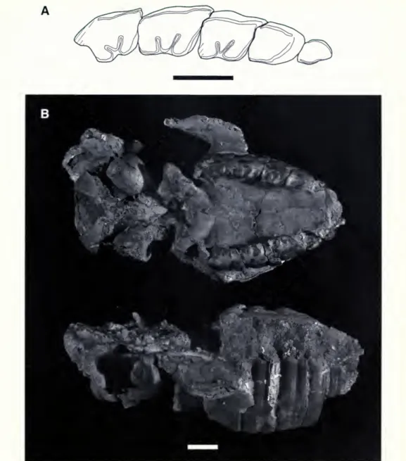 Fig. 9. Upper dentition of holotype oi Altitypotherium chucalensis, SGOPV 4100, a partial skull with portions of all premolars and complete molars