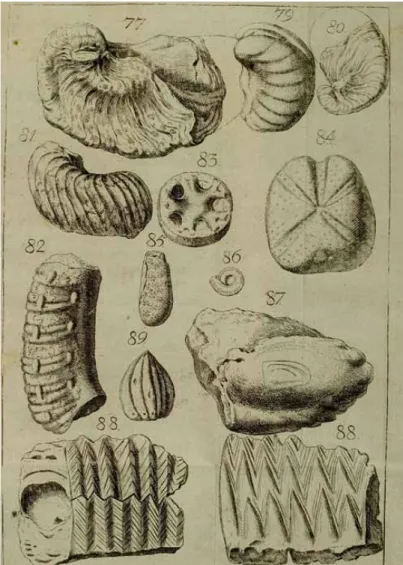 Abb. 2  |  Lithographie verschiedener Fossilien von J. J. Scheuchzer aus Specimen Lithographiæ Helveticæ Curiosæ von 1702
