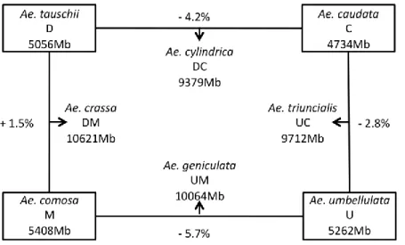 Figure 1 Genome composition of investigated Aegilops diploid and derived allopolyploid species