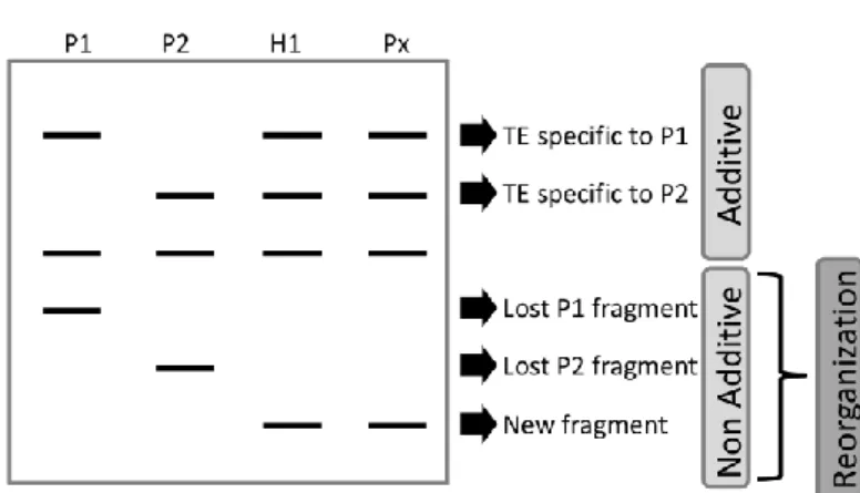 Figure 4  Principle of  fingerprint analyses in  polyploids. Genetic profiles in  the hybrid  (H1)  and the polyploid (Px) are expected to be the addition of the parents (P1 and P2)