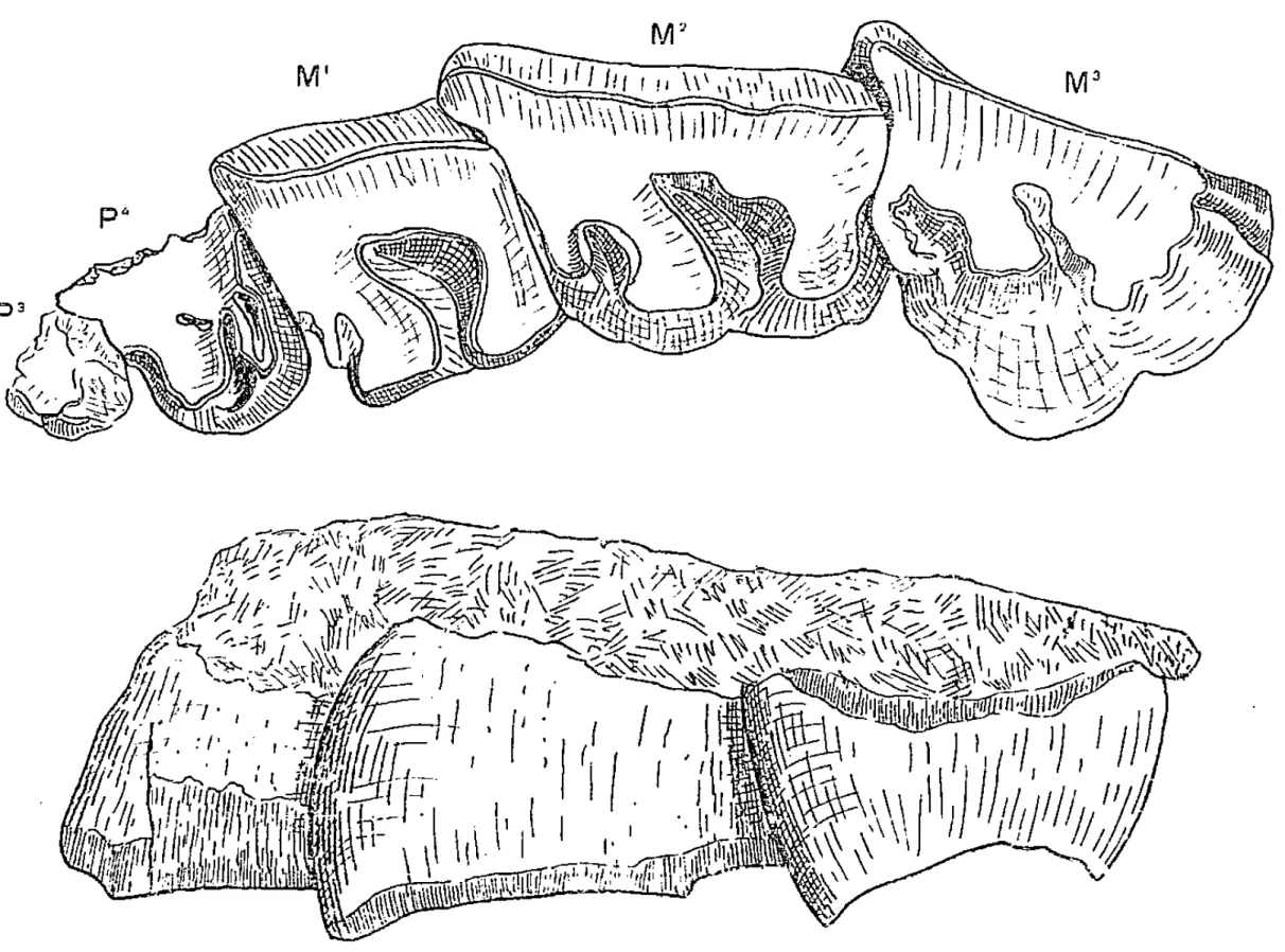 Fig. k : Cadurcolherium Nuuleli Roman, deis Plàlrièrcs de l'Ulc-sur-Sorgues (2/3 de grandeur naturelle).