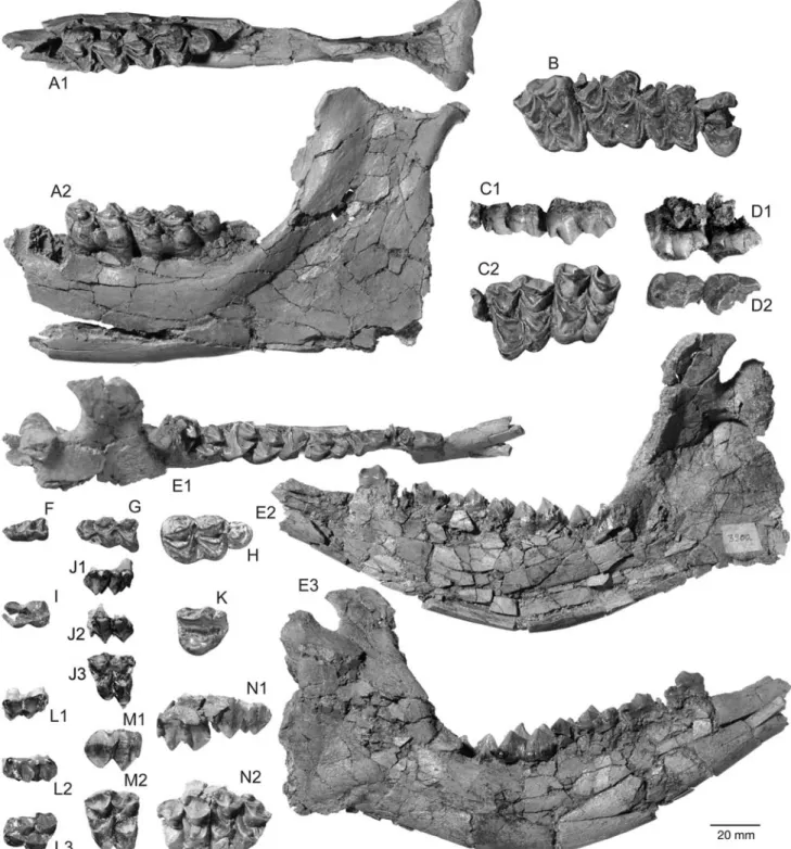 Fig. 4 Dental remains of Germanomeryx n. g. fahlbuschi n. sp. from Sandelzhausen (Inventory-No