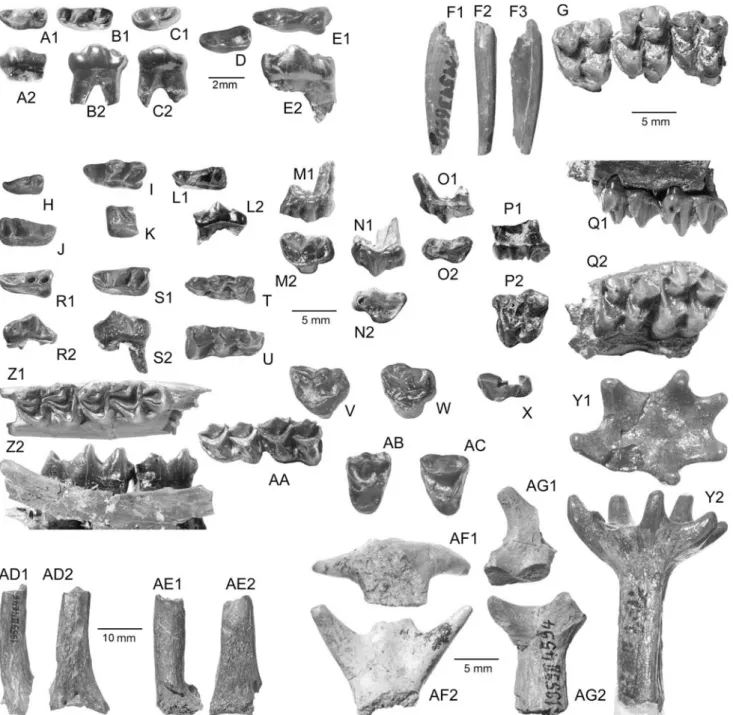 Fig. 8 Dental remains and cranial appendages of Lagomeryx parv- parv-ulus (Roger, 1898) from Sandelzhausen (Inventory-No