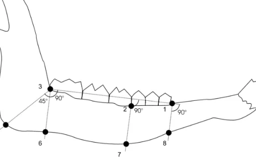Figure 1. Diagram of an ungulate mandible showing the position of the eight landmarks chosen for shape analyses.