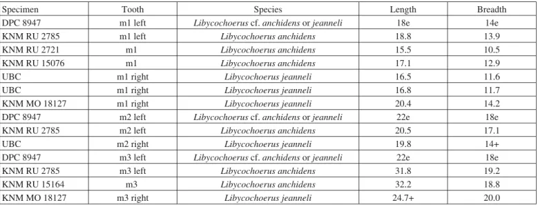 Fig. 6. Kubanochoerin suid cf. Libycochoerus sp. (size of Libycochoerus jeanneli and Libycochoerus anchidens) sensu Drake et al