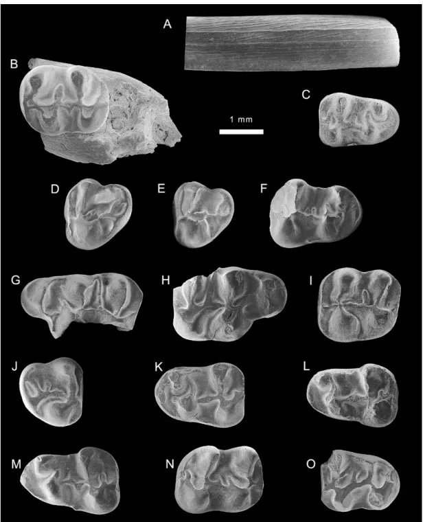 Fig. 4. Eucricetodon aff. E. caducus from the late Oligocene of the Junggar basin. A–C