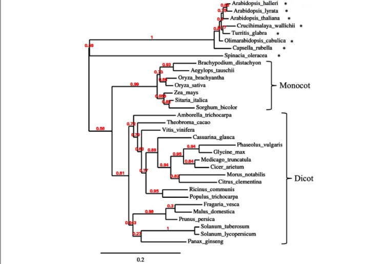 FIGURE 4 | Phylogenetic analysis of type III chitinase in higher plants.