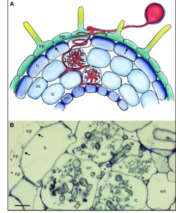 FIGURE 1 | Basic root anatomy and colonization pattern of the arbuscular mycorrhizal fungus Rhizophagus irregularis in Petunia hybrida