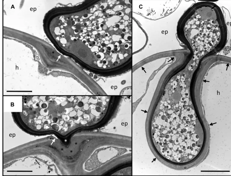 FIGURE 2 | Penetration of the outer root cell layers of Petunia hybrida by Rhizophagus irregularis