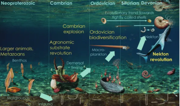 Fig. 5. Macroecological steps in the evolution of Palaeozoic marine food webs.