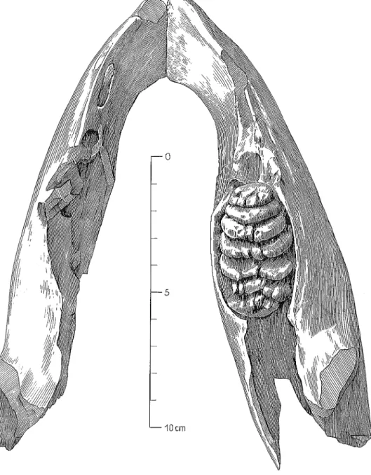 Fig. 6 Fragmentary lower jaw of the Mammoth-Neonatus with m2 dext., occlusal view.