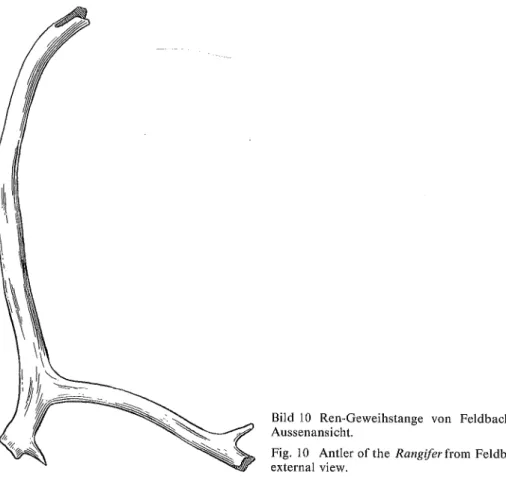 Fig. 10 Antler of the Rangifer from Feldbach, external view.