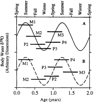 Fig.  7.  A,B.  Interpretation  o f   intrajaw  patterns  in  enamel 