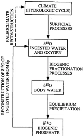 Fig. 1.  Schematic outline of climate reconstruction from the  6180 of mammalian biogenic phosphate