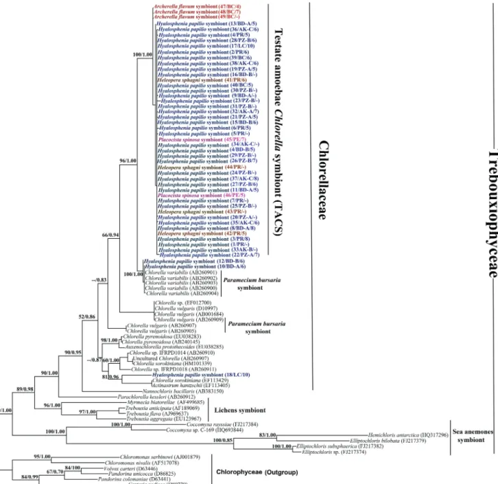 Figure 2. Molecular phylogenetic tree inferred from both maximum likelihood and Bayesian analysis based on the large subunit of the ribulose-bisphosphate carboxylase (rbcL) gene sequences obtained from the endosymbionts of four mixotrophic testate amoebae 