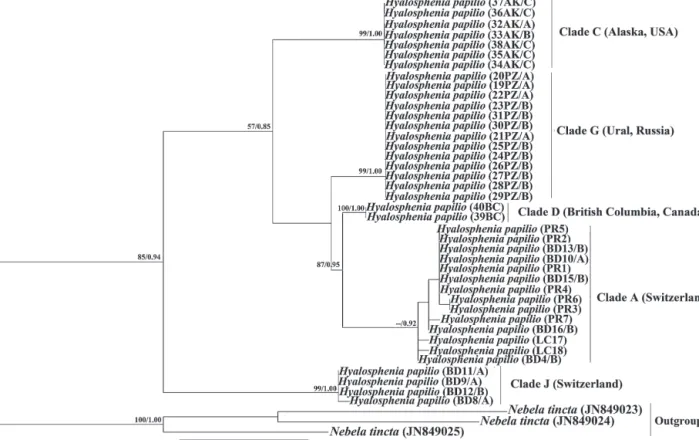 Figure 3. Molecular phylogenetic tree inferred from both maximum likelihood and Bayesian analysis based on mitochondrial cytochrome oxydase ﬁrst subunit (COI) gene sequences obtained from 40 individual cells of Hyalosphenia papilio