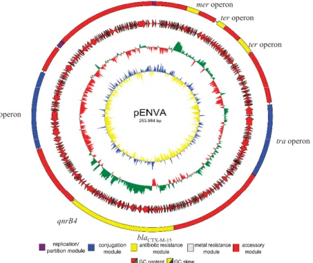 Figure 1. Genetic map of the fully sequenced plasmid pENVA. The circles represent (from inner to outer most): (i) GC skew; (ii) GC content; (iii) annotated coding sequences as arrows; (iv) plasmid modules