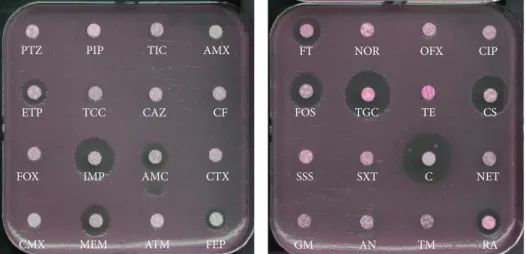 Figure 1: Antibiogram of a NDM-1-producing K. pneumoniae isolate. The 