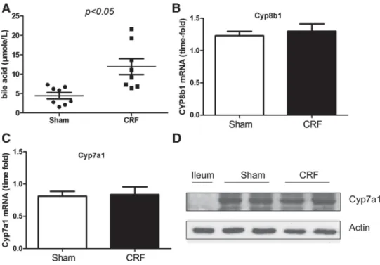 Fig. 1. Effect of chronic renal failure (CRF) on total serum bile acid levels and bile  acid-synthesizing enzymes in the liver