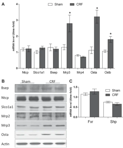 Fig. 2. Effect of CRF on the expression of bile acid transporters in the liver. A: comparison of hepatic bile acid transporter mRNA levels  be-tween sham and CRF groups