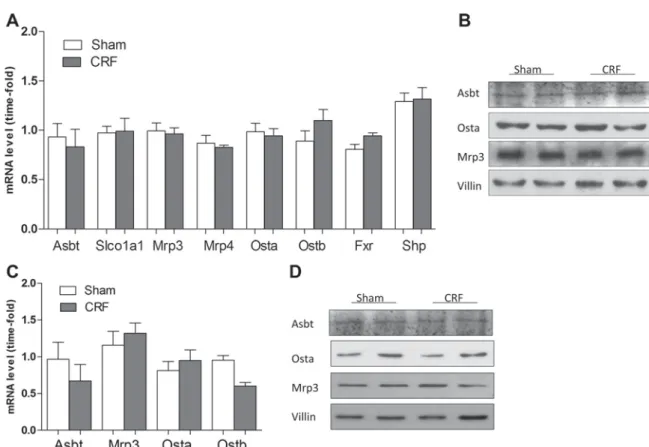 Fig. 3. Effect of CRF on the expression of bile acid transporters in the kidney and intestine