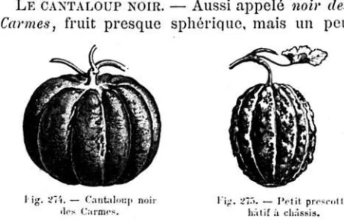 Fig.  273.  -   Cantaloup  d'Alger.  ^   ß e   m o t ) _