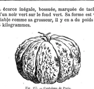 Fig.  278.  —  Cantaloup  de  Bcllegarde.