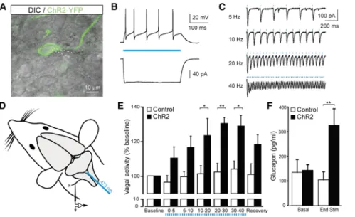 Figure 6. Optogenetic Stimulation of GLUT2 Neurons