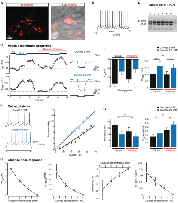 Figure 1. Glucose Response of GLUT2 Neurons in NTS