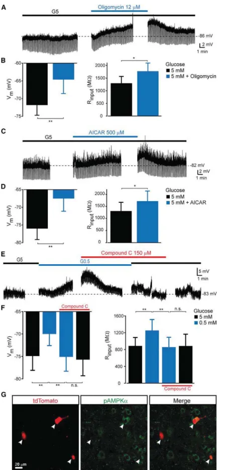 Figure 4. Glucose Effect Depends on AMP Kinase Activation