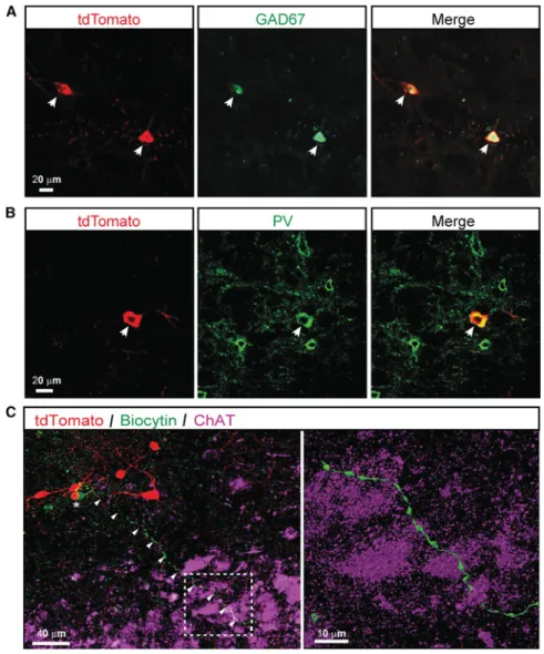 Figure 5. NTS GLUT2 Neurons Are GABAergic Cells Projecting to DMNX (A and B) Confocal images of brainstem sections showing the colocalization of GABAergic neuron marker GAD67 (A) and inhibitory neuron marker parvalbumin (PV) (B) immunostainings (green), wi