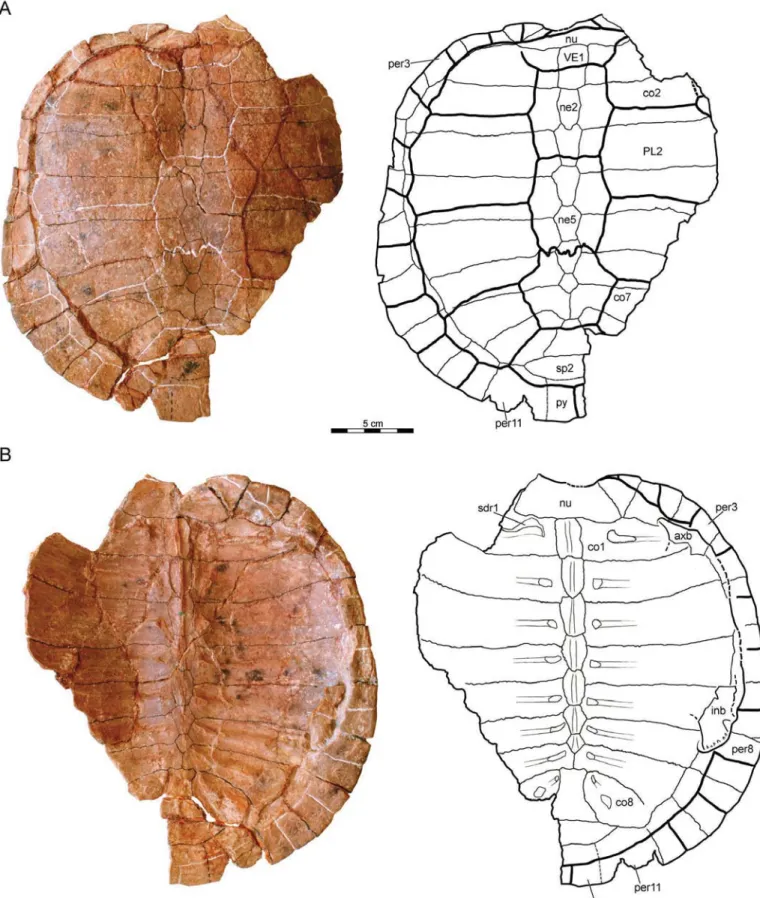 FIGURE 7. PIN 4636-5-1 (holotype), Annemys latiens, carapace, Late Jurassic, Shar Teg, Ulan Malgait beds, Govi Altai Aimag, Mongolia