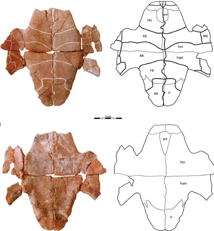 FIGURE 8. PIN 4636-5-1 (holotype), Annemys latiens, plastron, Late Jurassic, Shar Teg, Ulan Malgait beds, Govi Altai Aimag, Mongolia