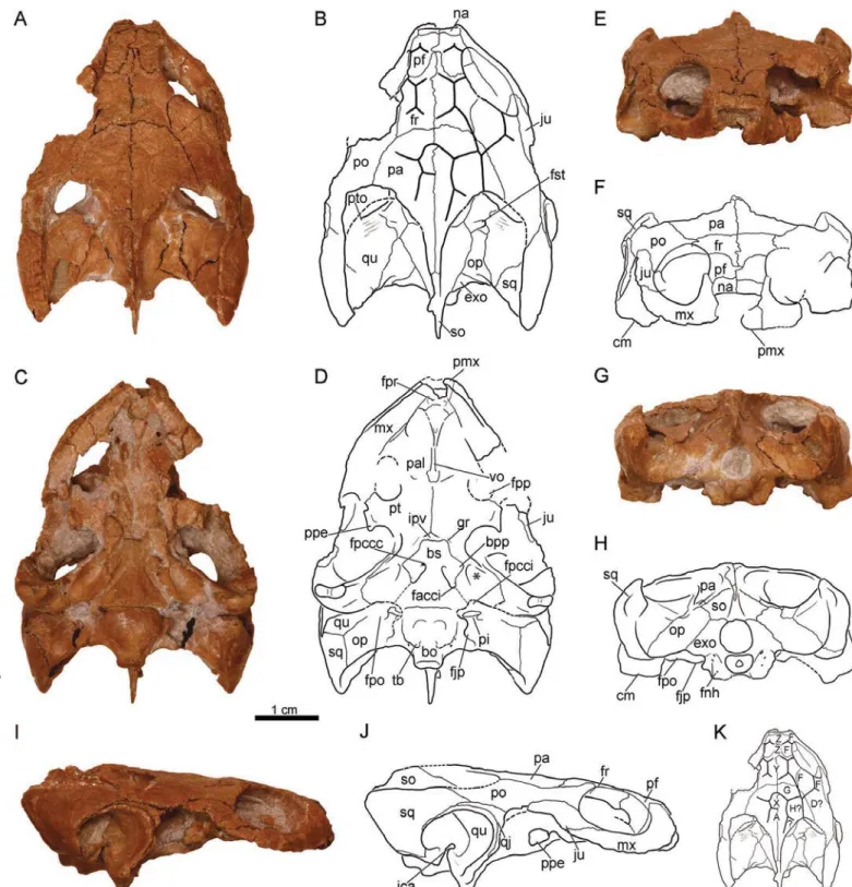 FIGURE 1. PIN 4636-4-2 (holotype), Annemys levensis, skull, Late Jurassic, Shar Teg, Ulan Malgait beds, Govi Altai Aimag, Mongolia