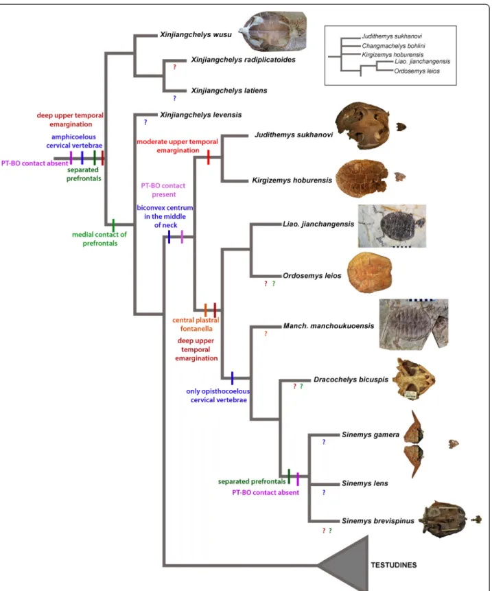 Figure 5 Simplified strict consensus tree of Cretaceous basal eucryptodires retrieved from Analysis D