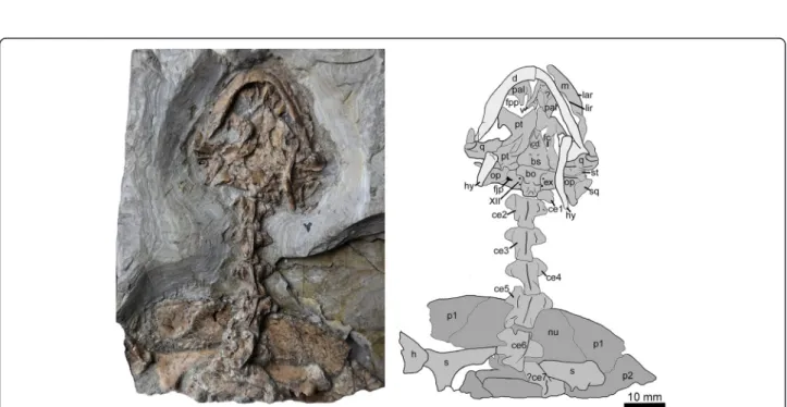 Figure 3 New material of Manchurochelys manchoukuoensis (PMOL-AR00180) in ventral view, from the Early Cretaceous Jiufotang Formation of Qilinshan, Chifeng, Inner Mongolia, China