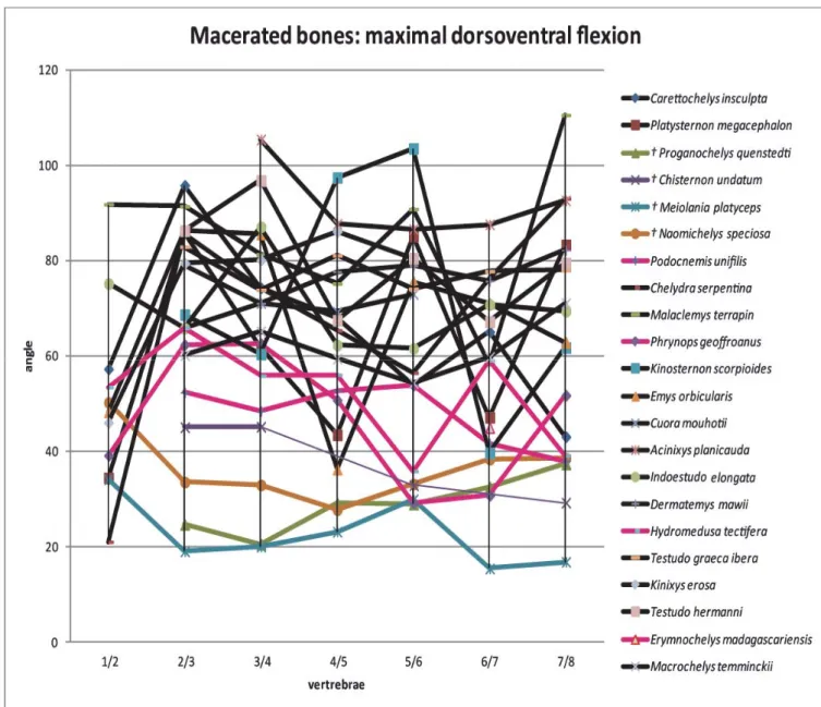 Figure S2. Maximal dorsoventral flexion in macerated bones. Stem taxa show the lowest degree of  dorsoventral flexion of raw mobility between the vertebrae
