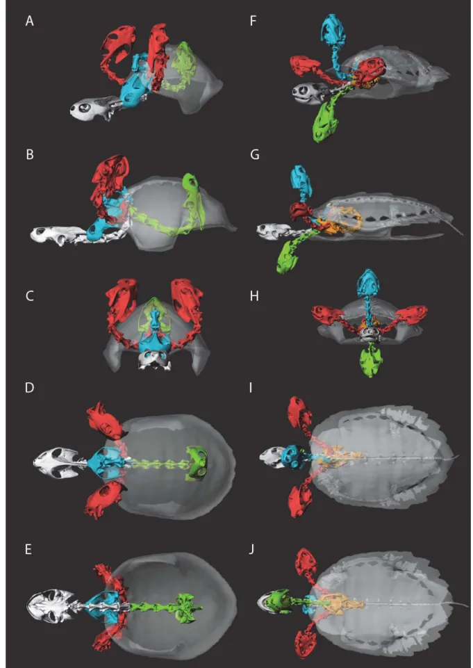 Figure S7. Neck movements in cyptodires illustrated in emydids. A-E) Raw neck movement in  Malaclemys terrapin (no plastron was available)