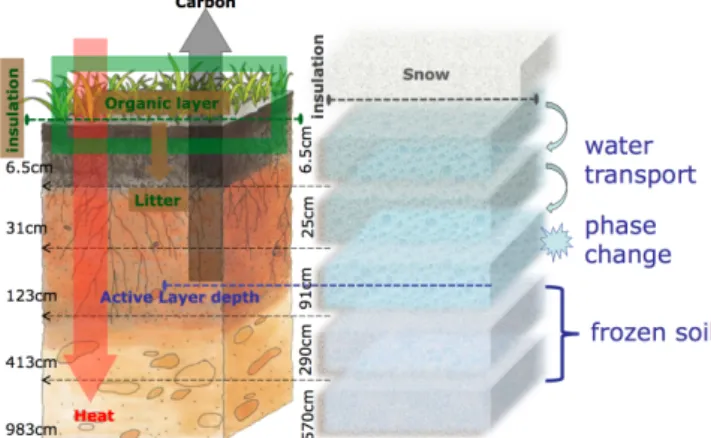 Fig. 1. Vertical soil model structure of the new JSBACH version.
