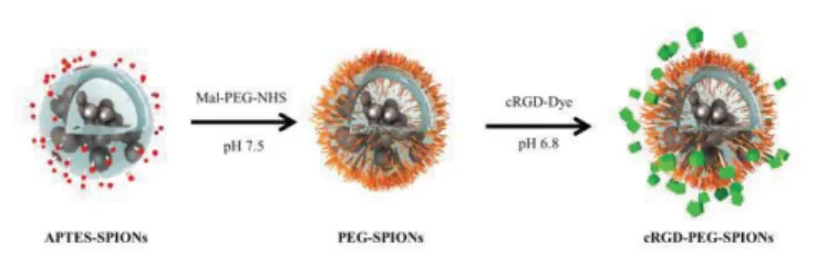 Figure 7: Schematic illustration of the multistep functionalization of APTES- APTES-SPIONs with PEG and cRGD