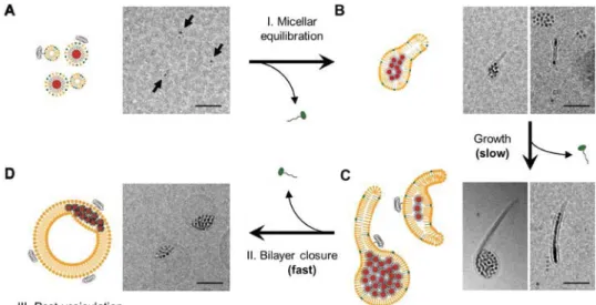 Figure 4. Micelles and nanoparticles undergo several intermediary assembly steps. At high surfactant concentrations, both nanoparticles and lipids remain in a stable micellar state (A)