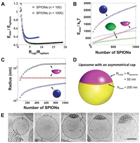 Figure 6. Energetics behind cluster-sized inclusions between a phospholipid membrane. (A) Inclusion energy of an inclusion with a double spherical cap geometry, as a function of the spherical cap radius for both 100 and 1000 nanoparticles