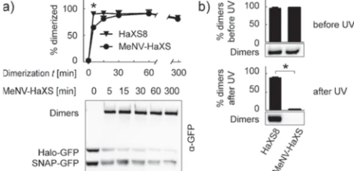 Figure 2. MeNV-HaXS induces the formation of intracellular dimers of HaloTag and SNAP-tag fusion proteins, which are cleaved upon UV illumination